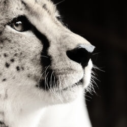 Animaux