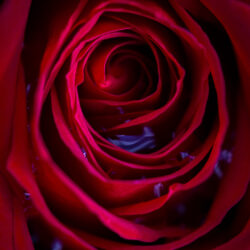 Macro